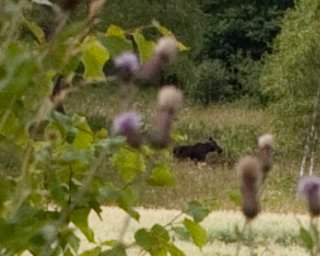 img_03471.jpg